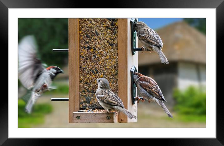 House Sparrows at Bird Feeder Framed Mounted Print by Arterra 