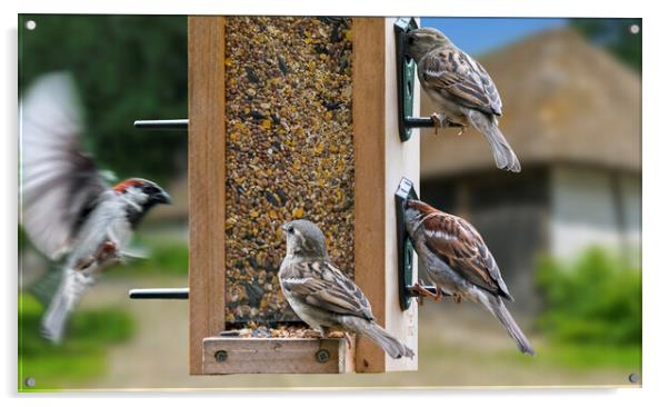 House Sparrows at Bird Feeder Acrylic by Arterra 