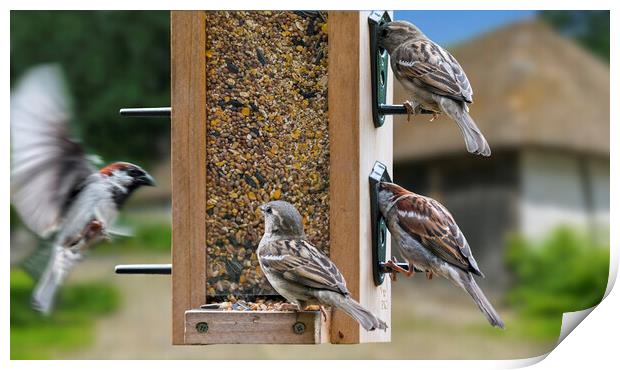 House Sparrows at Bird Feeder Print by Arterra 
