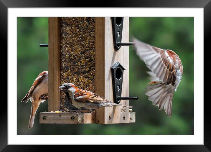 House Sparrows in Garden Framed Mounted Print by Arterra 