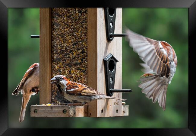 House Sparrows in Garden Framed Print by Arterra 