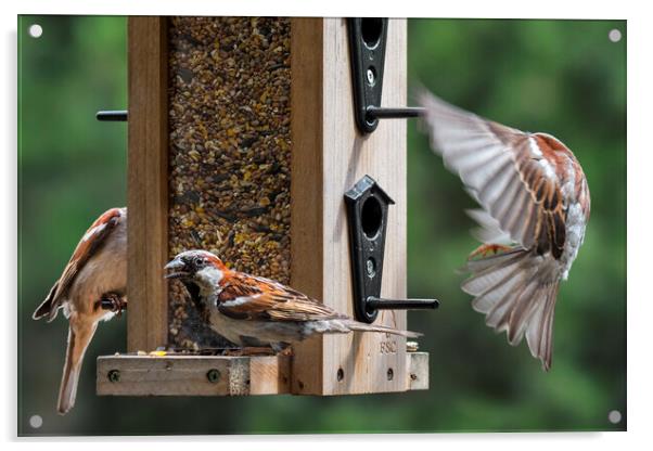 House Sparrows in Garden Acrylic by Arterra 