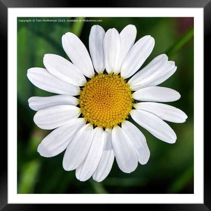 Daisy Delight: A Macro Masterpiece Framed Mounted Print by Tom McPherson