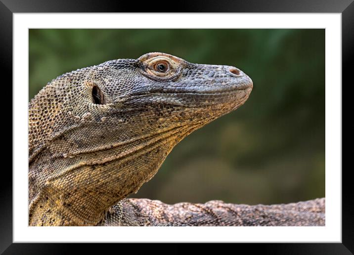 Komodo Monitor Lizard Framed Mounted Print by Arterra 