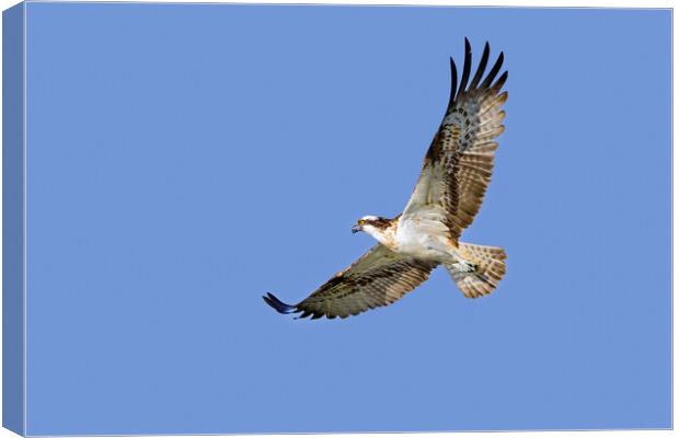 Flying Osprey Canvas Print by Arterra 