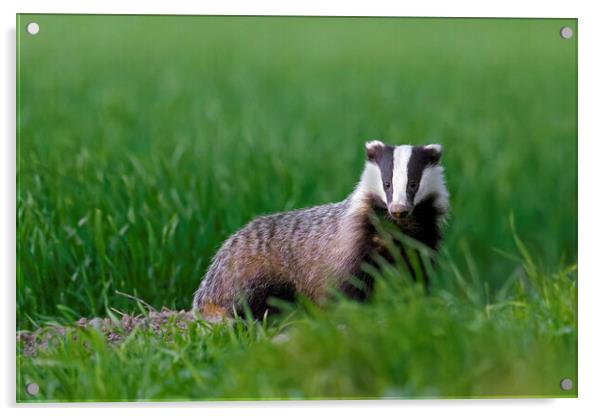 Badger in Meadow Acrylic by Arterra 