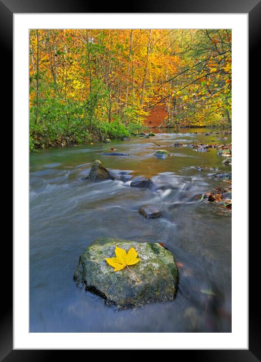 Sycamore Leaf in River Framed Mounted Print by Arterra 