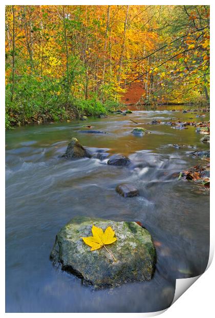 Sycamore Leaf in River Print by Arterra 