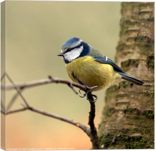  A Beautiful Eurasian Blue Tit Sits Perched on a B Canvas Print by Paul Tuckley
