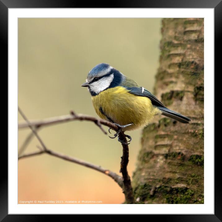  A Beautiful Eurasian Blue Tit Sits Perched on a B Framed Mounted Print by Paul Tuckley