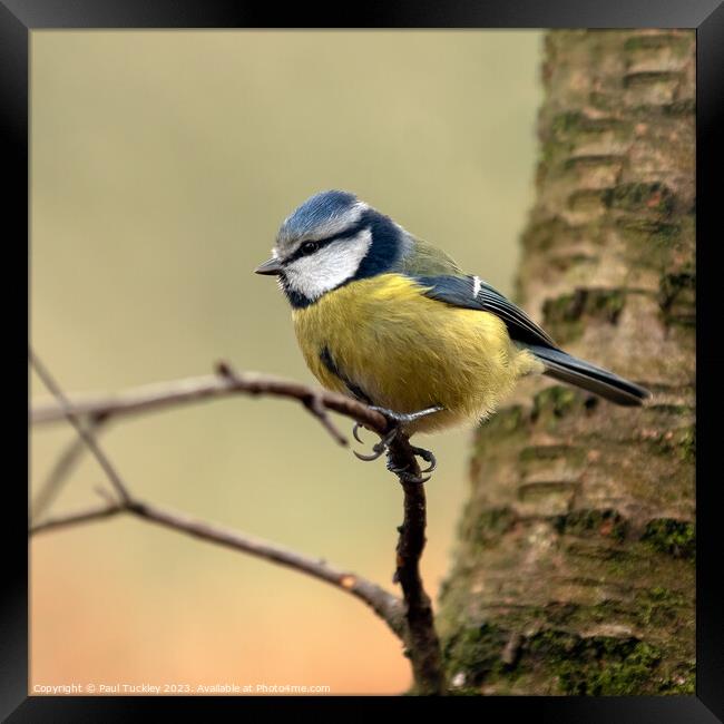  A Beautiful Eurasian Blue Tit Sits Perched on a B Framed Print by Paul Tuckley