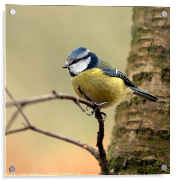  A Beautiful Eurasian Blue Tit Sits Perched on a B Acrylic by Paul Tuckley