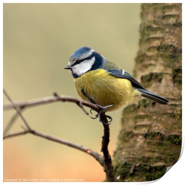  A Beautiful Eurasian Blue Tit Sits Perched on a B Print by Paul Tuckley