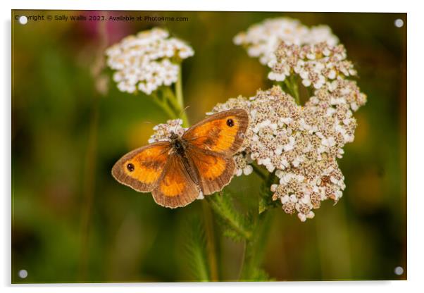 Gatekeeper Butterfly on Achillea Acrylic by Sally Wallis
