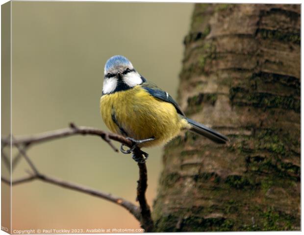 A beautiful Eurasian Blue Tit sits perched on a br Canvas Print by Paul Tuckley