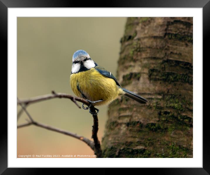 A beautiful Eurasian Blue Tit sits perched on a br Framed Mounted Print by Paul Tuckley