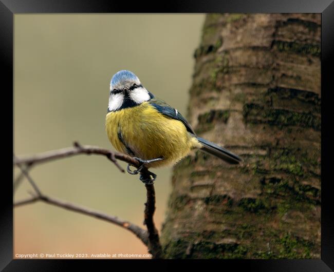 A beautiful Eurasian Blue Tit sits perched on a br Framed Print by Paul Tuckley