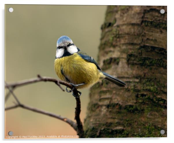 A beautiful Eurasian Blue Tit sits perched on a br Acrylic by Paul Tuckley