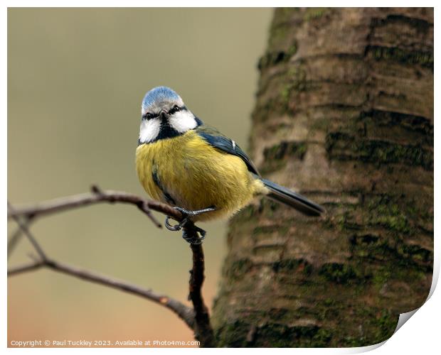 A beautiful Eurasian Blue Tit sits perched on a br Print by Paul Tuckley