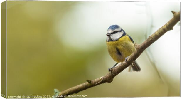 A beautiful Blue Tit sits perched on a branch Canvas Print by Paul Tuckley