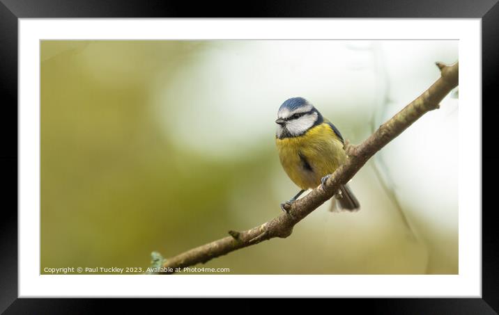 A beautiful Blue Tit sits perched on a branch Framed Mounted Print by Paul Tuckley