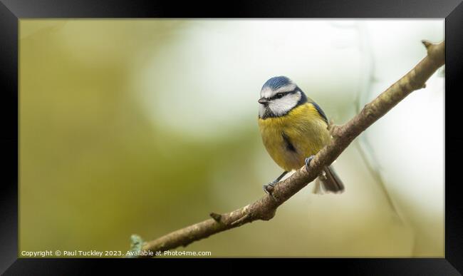 A beautiful Blue Tit sits perched on a branch Framed Print by Paul Tuckley
