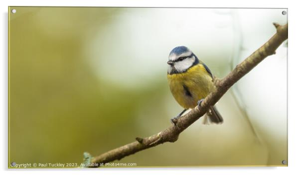 A beautiful Blue Tit sits perched on a branch Acrylic by Paul Tuckley