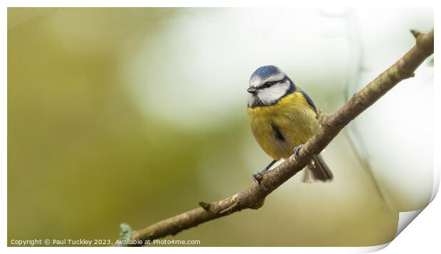 A beautiful Blue Tit sits perched on a branch Print by Paul Tuckley