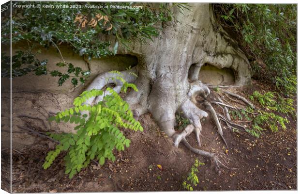 Soil erosion exsposes large tree roots Canvas Print by Kevin White