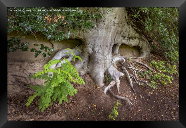 Soil erosion exsposes large tree roots Framed Print by Kevin White