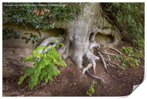 Soil erosion exsposes large tree roots Print by Kevin White