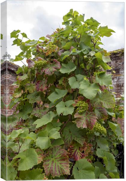 Grapevine growing in the South of England Canvas Print by Kevin White