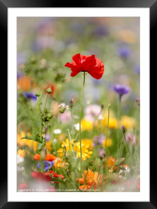 poppy flower Framed Mounted Print by Simon Johnson