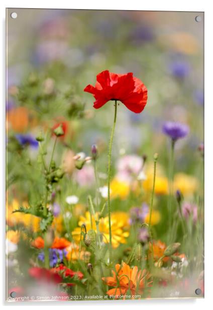 poppy flower Acrylic by Simon Johnson