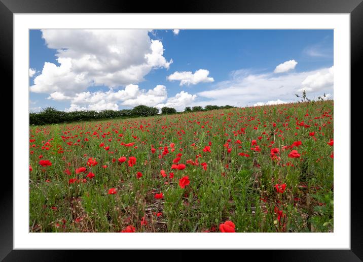 Poppy Field Landscape Framed Mounted Print by Apollo Aerial Photography