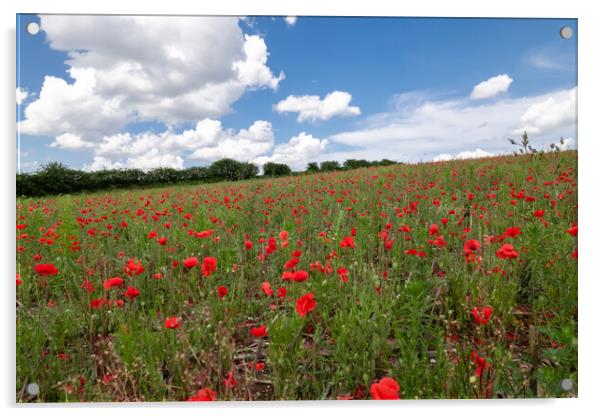 Poppy Field Landscape Acrylic by Apollo Aerial Photography