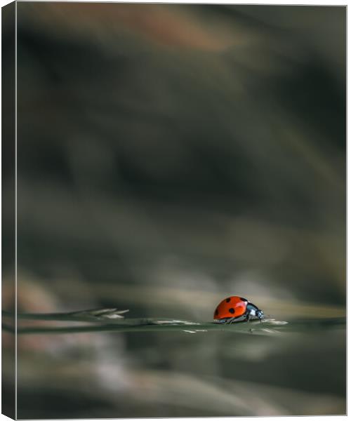 Ladybird Canvas Print by Mark Jones