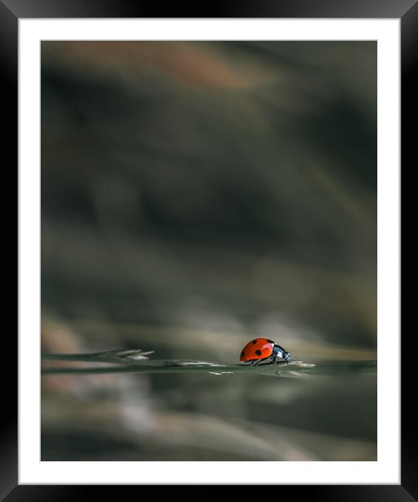 Ladybird Framed Mounted Print by Mark Jones