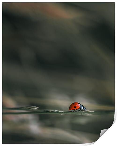 Ladybird Print by Mark Jones