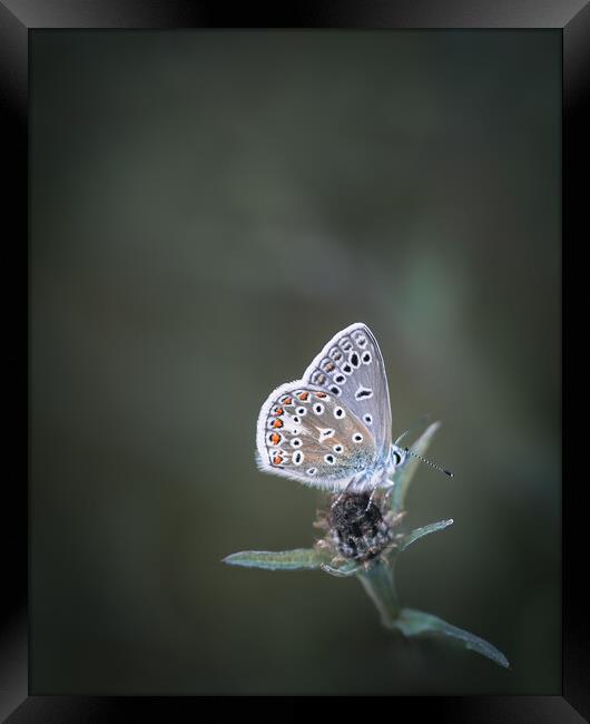 Common Blue Butterfly Framed Print by Mark Jones