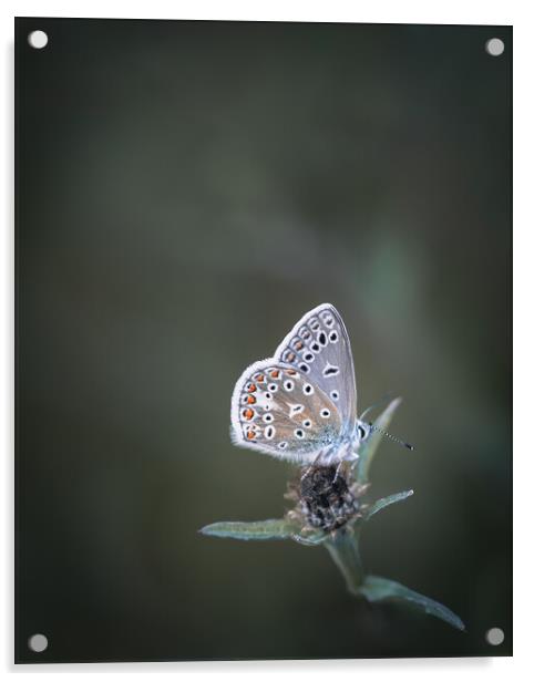 Common Blue Butterfly Acrylic by Mark Jones