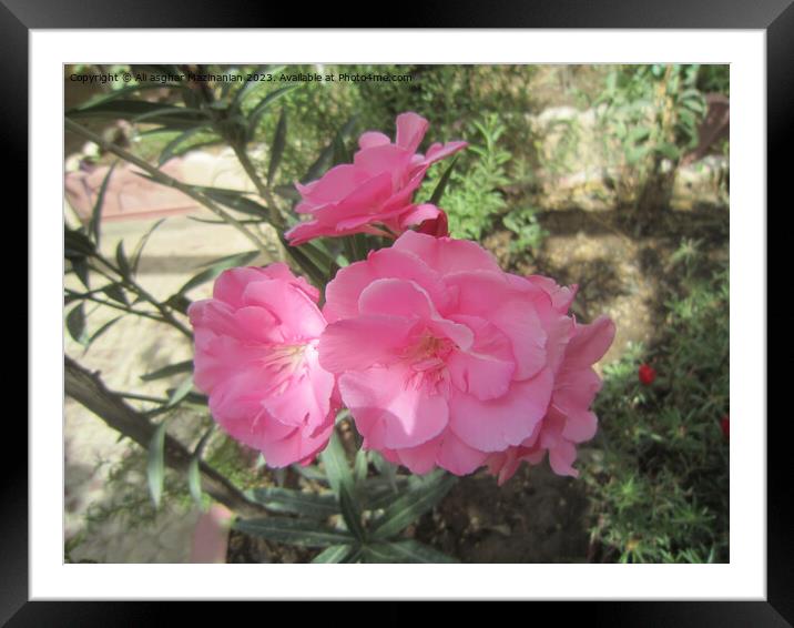 The Bewitching, Lethal Oleander Framed Mounted Print by Ali asghar Mazinanian