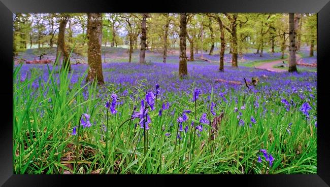 Bluebell Woods, Perthshire Framed Print by Navin Mistry