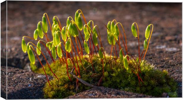 Enthralling Moss Microcosm Unveiled Canvas Print by Bill Allsopp