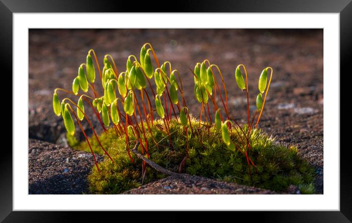 Enthralling Moss Microcosm Unveiled Framed Mounted Print by Bill Allsopp