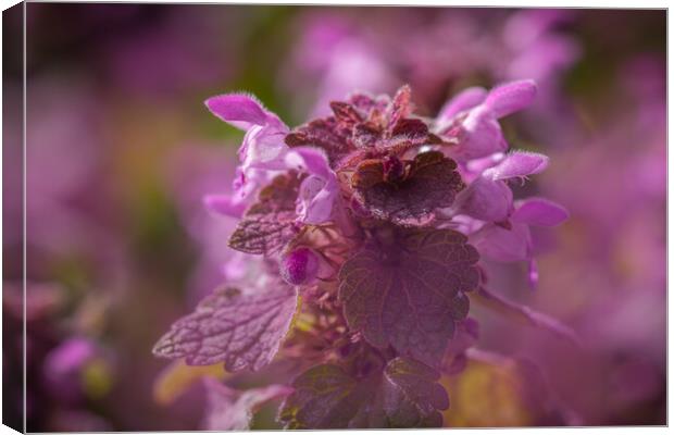 Captivating Spotted Deadnettle Display Canvas Print by Bill Allsopp