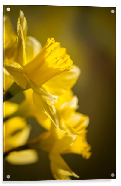 A mass of golden daffodils Acrylic by Bill Allsopp