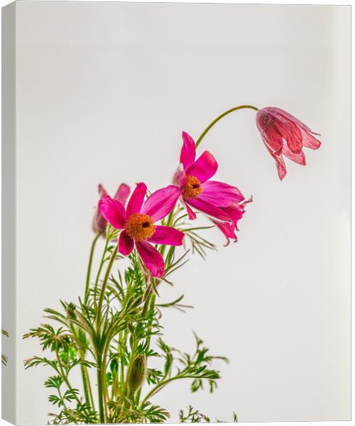 Subtle Elegance of Pasque Flowers Canvas Print by Bill Allsopp