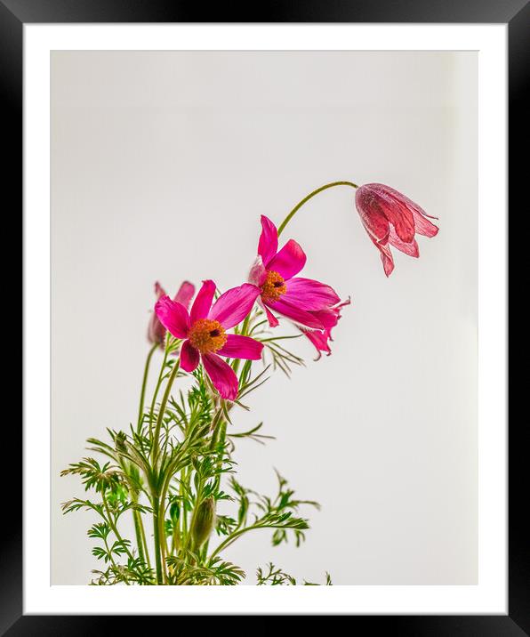 Subtle Elegance of Pasque Flowers Framed Mounted Print by Bill Allsopp