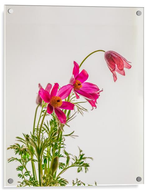 Subtle Elegance of Pasque Flowers Acrylic by Bill Allsopp